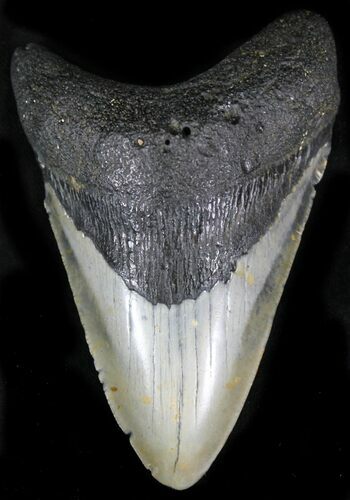 Bargain Megalodon Tooth - North Carolina #22960
